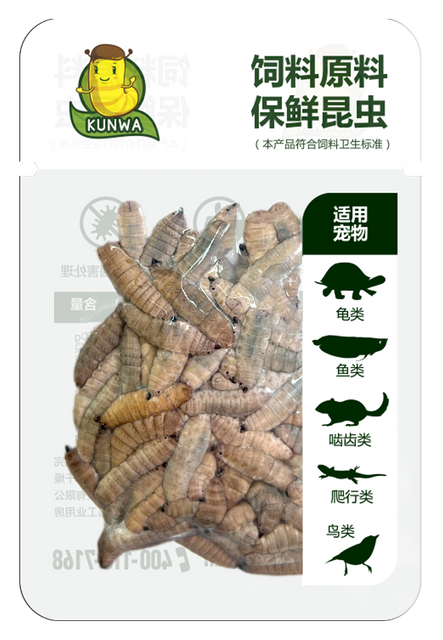 昆娃凤凰虫保鲜昆虫