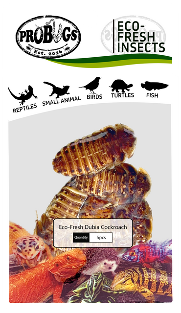 probugs杜比亚保险昆虫