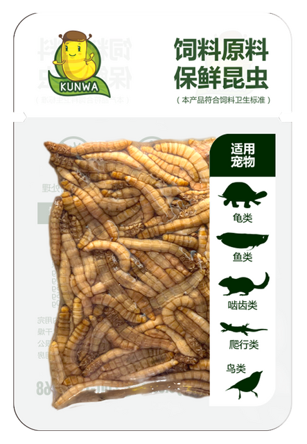 昆娃黄粉虫保鲜昆虫