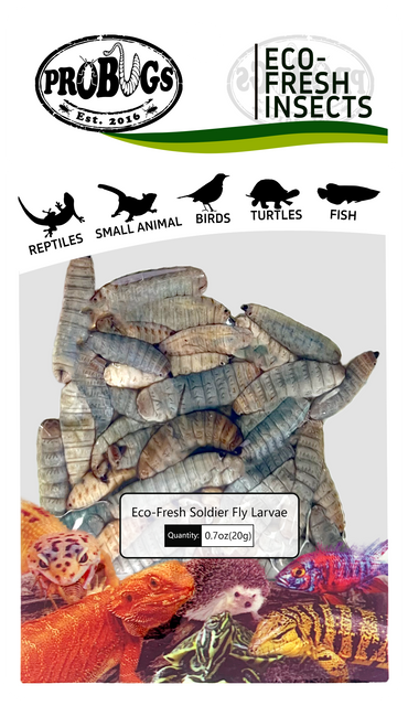probugs黑水虻保鲜昆虫