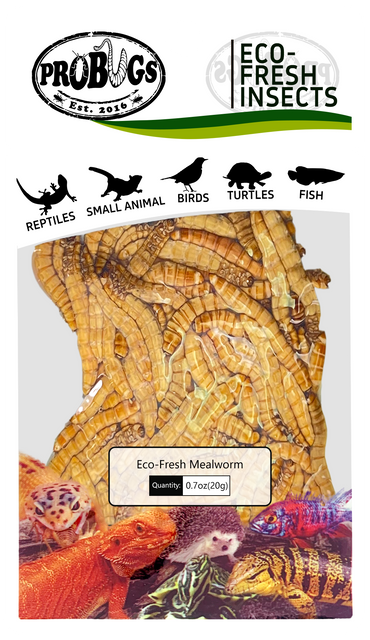 probugs黄粉虫保鲜昆虫