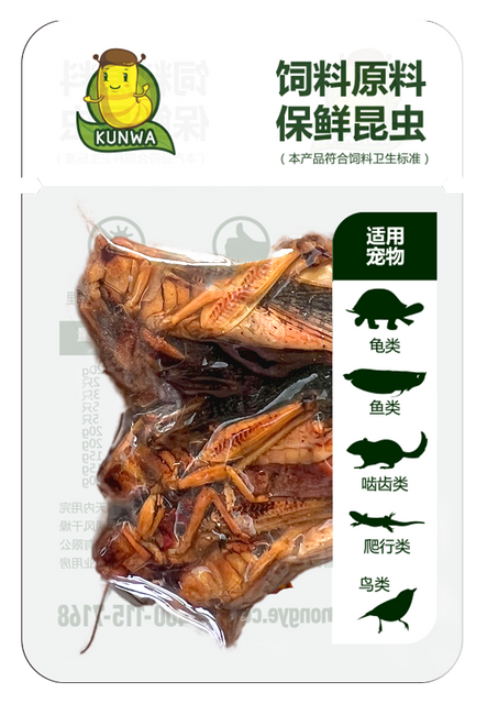 昆娃蚂蚱保鲜昆虫
