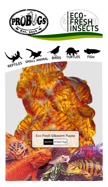 probugs蚕蛹保鲜昆虫