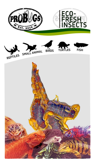 probugs蝎子保鲜昆虫
