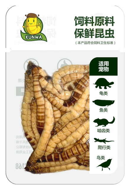 昆娃大麦虫保鲜昆虫