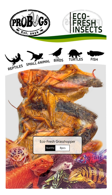 probugs蚂蚱保鲜昆虫
