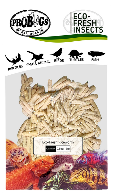 probugs小米虫保鲜昆虫