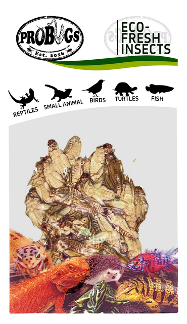 probugs蟋蟀保鲜昆虫