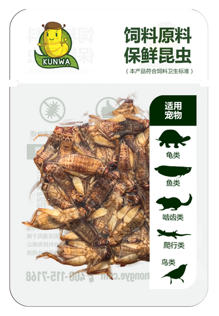 昆娃蟋蟀保鲜昆虫