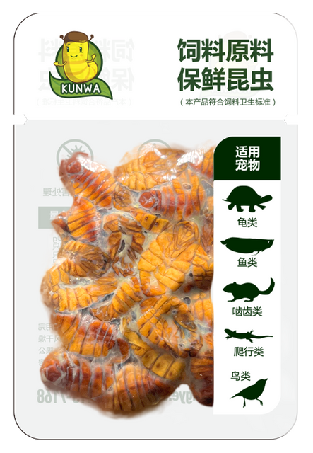 昆娃蚕蛹保鲜昆虫