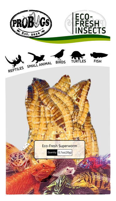 probugs大麦虫保鲜昆虫