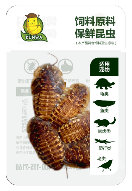 昆娃杜比亚保鲜昆虫
